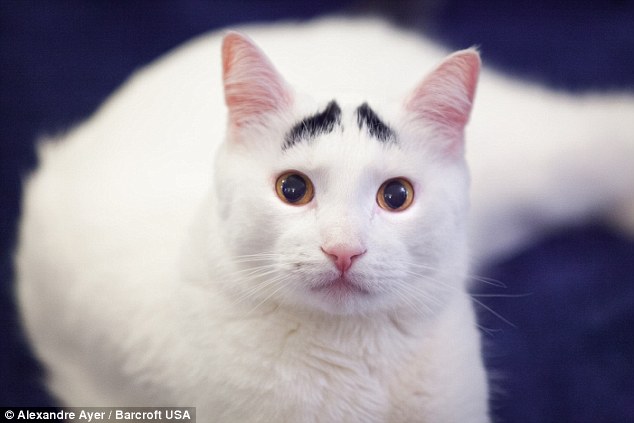 竖眉毛“小囧猫”走红网络